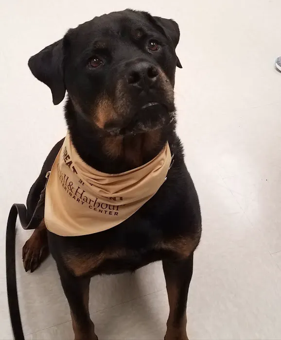 Hill & Harbour Veterinary Center Picture 10