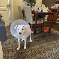 Cowesett Animal Hospital ico