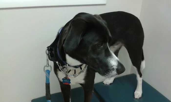 Cowesett Animal Hospital Picture 5