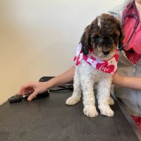 Apponaug Animal Hospital ico