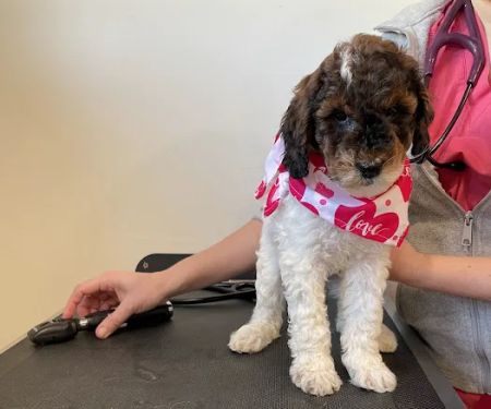 Apponaug Animal Hospital