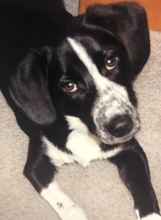 Apponaug Animal Hospital Picture 10