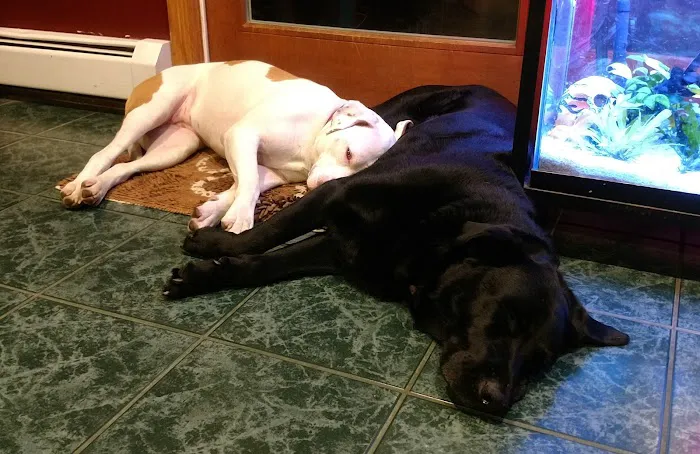 Animal Care Services Picture 2