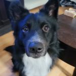Animal Care Services