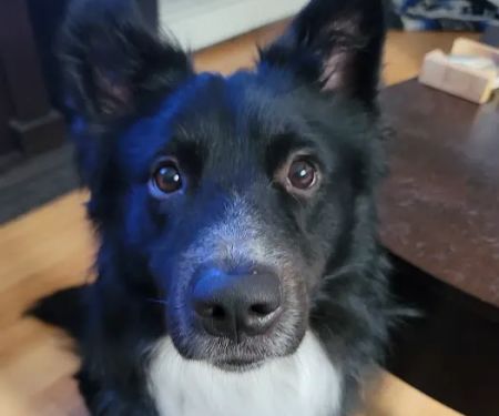 Animal Care Services