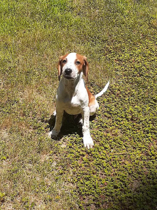 Animal Care Services Picture 5
