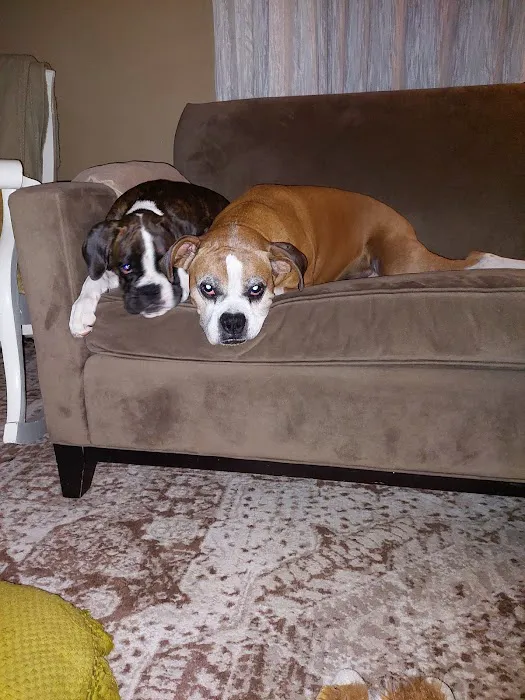 Animal Care Services Picture 4