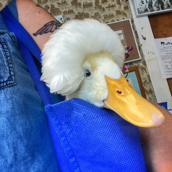 Animal Care Services Picture 7