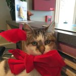 South Bay Veterinary Clinic