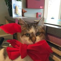 South Bay Veterinary Clinic ico
