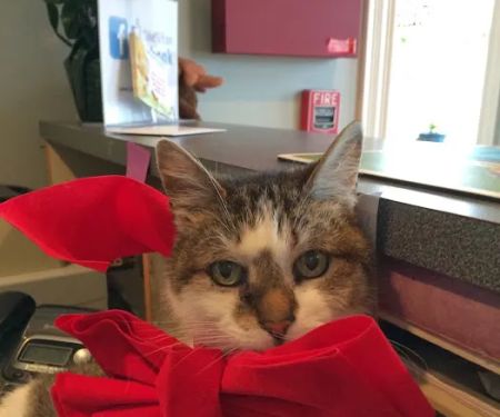 South Bay Veterinary Clinic