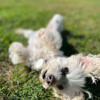 Jamestown Animal Clinic ico