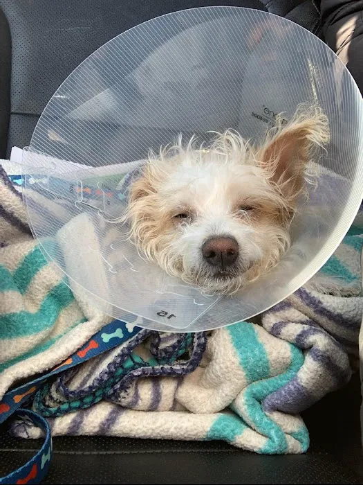 Potter League Spay & Neuter Clinic Picture 1