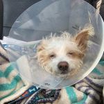 Potter League Spay & Neuter Clinic