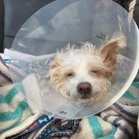 Potter League Spay & Neuter Clinic ico