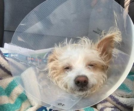 Potter League Spay & Neuter Clinic
