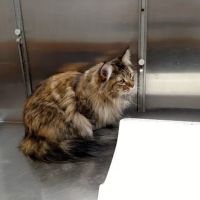 Warwick Animal Hospital ico