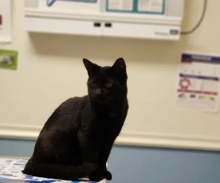 VCA Atwood Animal Hospital: Hopper Amy L DVM