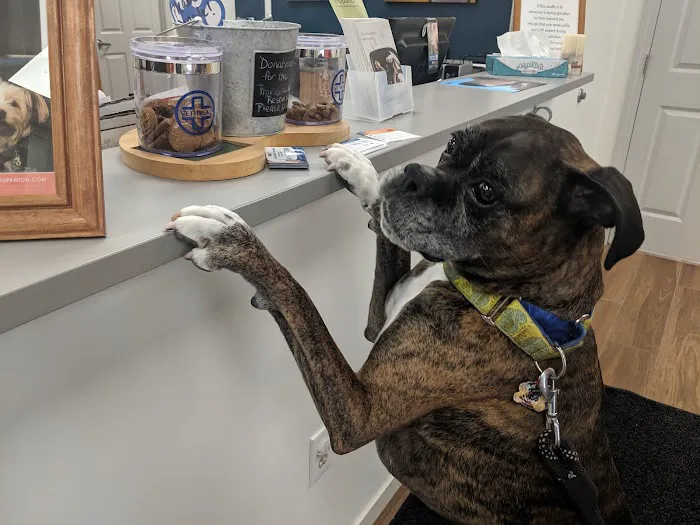 VCA Atwood Animal Hospital Picture 2