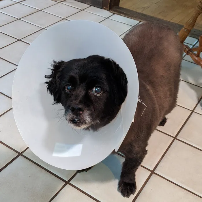 VCA Atwood Animal Hospital Picture 1