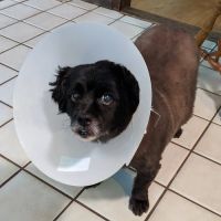 VCA Atwood Animal Hospital ico