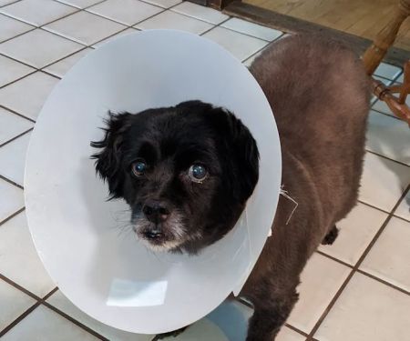 VCA Atwood Animal Hospital