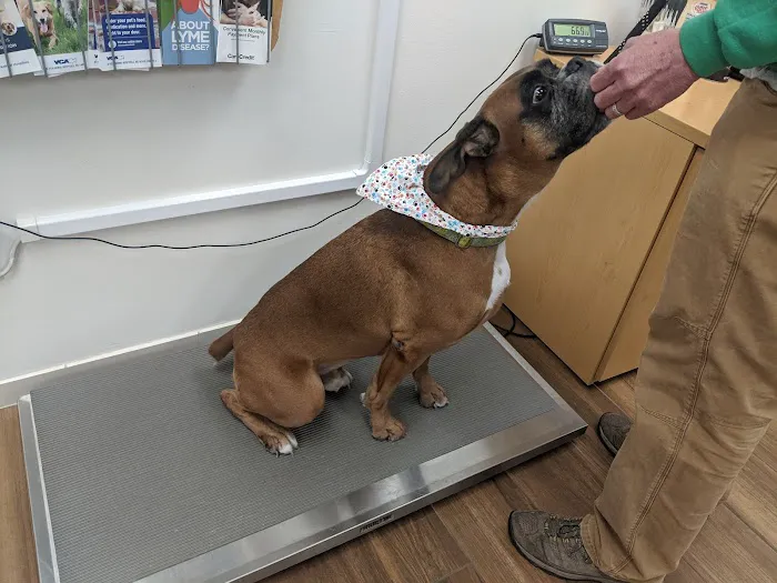 VCA Atwood Animal Hospital Picture 7