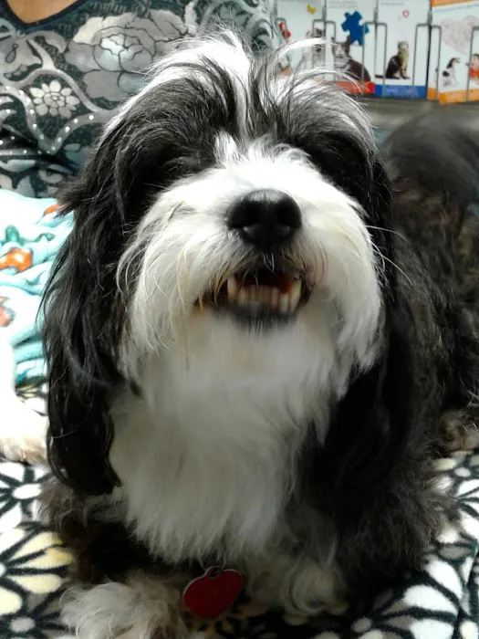 VCA Atwood Animal Hospital Picture 9