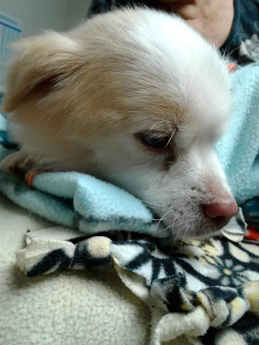 VCA Atwood Animal Hospital Picture 8