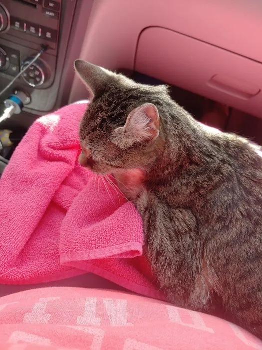 VCA Atwood Animal Hospital Picture 10