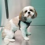 Titan Veterinary Services