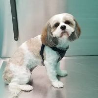 Titan Veterinary Services ico
