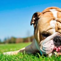 Cranston Animal Hospital ico