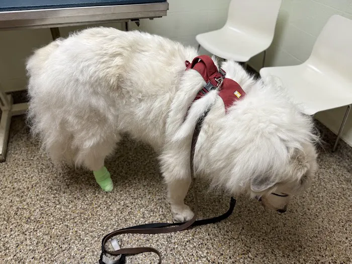 Cranston Animal Hospital Picture 4