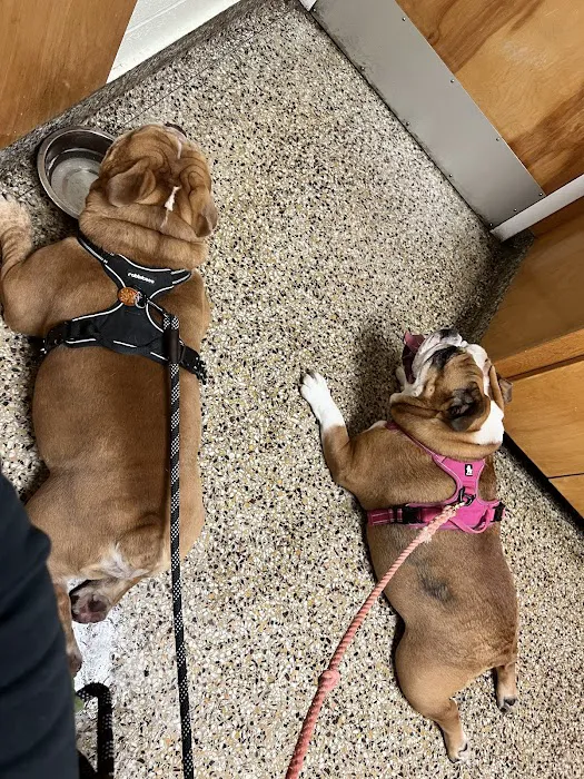 Cranston Animal Hospital Picture 6