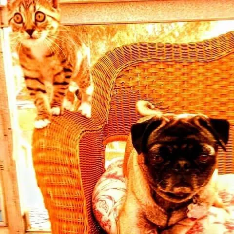 Airport Animal Hospital Picture 6