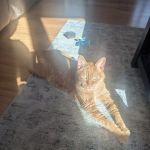 West Shore Animal Clinic