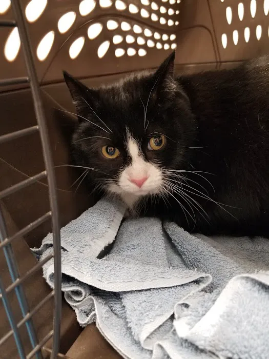 West Shore Animal Clinic Picture 4