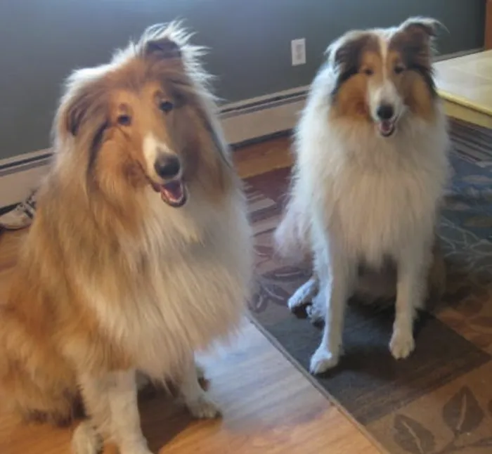 West Shore Animal Clinic Picture 9