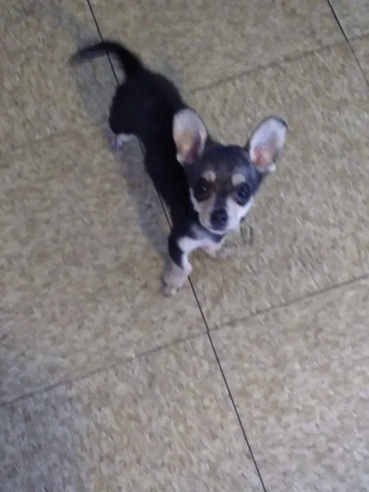 Hoffman Animal Hospital Picture 9