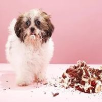 Paxton Animal Hospital ico