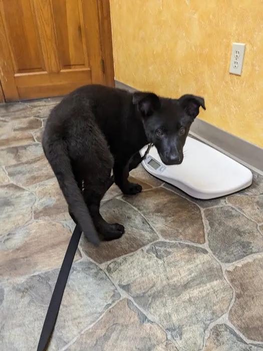 Paxton Animal Hospital Picture 5
