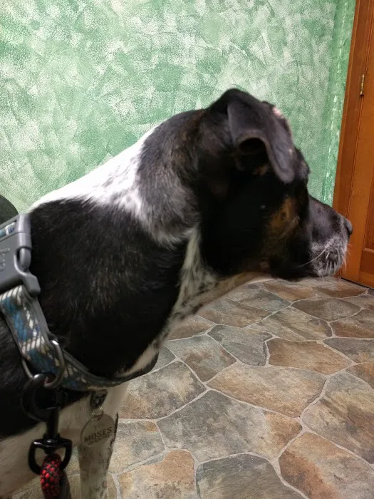 Paxton Animal Hospital Picture 8