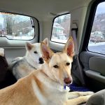 Pioneer Valley Veterinary Hospital, Inc