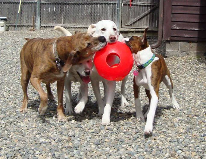 Pioneer Valley Veterinary Hospital, Inc Picture 3