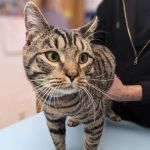 Brookside Animal Hospital