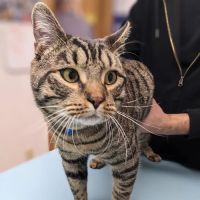 Brookside Animal Hospital ico