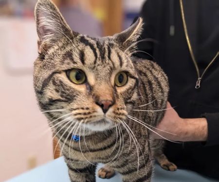 Brookside Animal Hospital