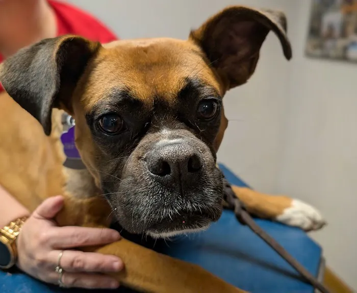 Brookside Animal Hospital Picture 6