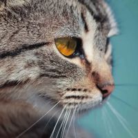 Trailside Veterinary Services ico